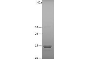 Western Blotting (WB) image for Fatty Acid Binding Protein 2, Intestinal (FABP2) (AA 2-132) protein (His tag) (ABIN7122892) (FABP2 Protein (AA 2-132) (His tag))