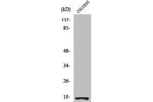 Western Blot analysis of COLO205 cells using Ribosomal Protein S27L Polyclonal Antibody (RPS27L Antikörper  (N-Term))