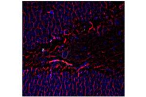 Immunohistochemistry - Mouse Anti-Tubulin B III antibody Immunohistochemistry of Mouse Anti-Tubulin ß III antibody. (TUBB3 Antikörper)