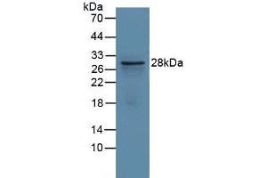 Figure. (GCLM Antikörper  (AA 40-251))
