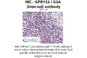 Image no. 1 for anti-G Protein-Coupled Receptor 132 (GPR132) (Internal Region) antibody (ABIN1734932)