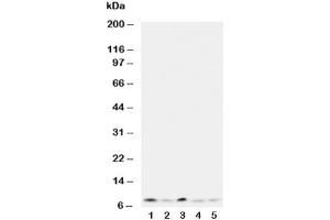 Western Blotting (WB) image for anti-Ubiquitin (Ub) (AA 29-45) antibody (ABIN3029417)
