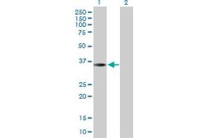 Western Blot analysis of THAP10 expression in transfected 293T cell line by THAP10 MaxPab polyclonal antibody.
