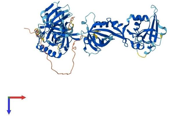 POT1 Protein (AA 1-640) (His tag)