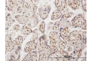 Immunoperoxidase of purified MaxPab antibody to RBM9 on formalin-fixed paraffin-embedded human placenta. (RBM9 Antikörper  (AA 1-380))
