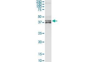 Western Blotting (WB) image for anti-Complement Factor H-Related 1 (CFHR1) (AA 1-330) antibody (ABIN516410)