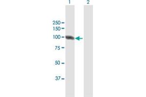 Western Blot analysis of DIAPH3 expression in transfected 293T cell line by DIAPH3 MaxPab polyclonal antibody.