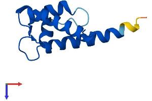 S100A8 Protein (AA 1-93) (His tag)