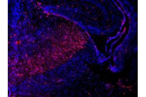 IHC-Fr Image Sox2 antibodies detects Sox2 proteins on embryonic mouse brain by immunohistochemical analysis. (SOX2 Antikörper)
