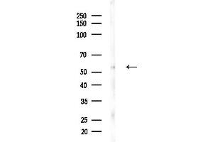 anti-Reticulocalbin 2, EF-Hand Calcium Binding Domain (RCN2) (C-Term) antibody