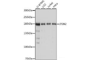 Western blot analysis of extracts of various cell lines using ITSN2 Polyclonal Antibody at dilution of 1:1000. (Intersectin 2 Antikörper)
