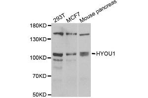 Western blot analysis of extracts of various cell lines, using HYOU1 antibody. (HYOU1 Antikörper)