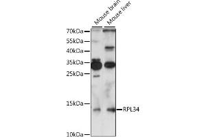 Western blot analysis of extracts of various cell lines, using RPL34 antibody (ABIN7270003) at 1:1000 dilution. (RPL34 Antikörper  (AA 1-117))
