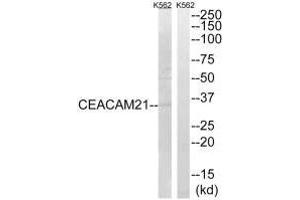 Western blot analysis of extracts from K562 cells, using CEACAM21 antibody. (CEACAM21 Antikörper)
