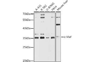 Western blot analysis of extracts of various cell lines, using c-Maf antibody (ABIN6132324, ABIN6143427, ABIN6143428 and ABIN6216457) at 1:3000 dilution. (MAF Antikörper  (AA 314-403))