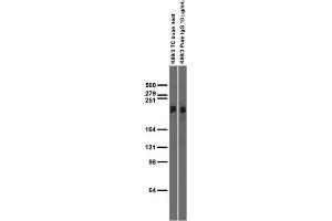 Adult rat brain membrane immunoblot.