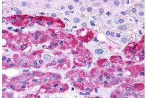 Immunohistochemistry (IHC) image for anti-Endothelin Receptor Type B (EDNRB) (N-Term) antibody (ABIN1048557)
