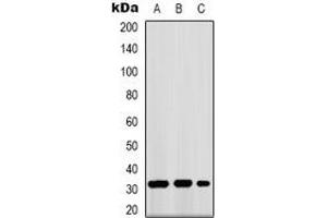 Western blot analysis of GPR40 expression in K562 (A), mouse kidney (B), COS7 (C) whole cell lysates.
