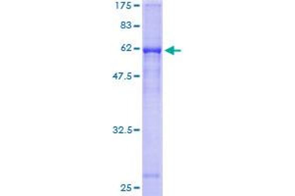 Cathepsin W Protein (CTSW) (AA 22-376) (GST tag)