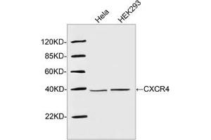 Western blot analysis of cell lysates using 1 µg/mL Rabbit Anti-CXCR4 Polyclonal Antibody (ABIN398648) The signal was developed with IRDyeTM 800 Conjugated Goat Anti-Rabbit IgG. (CXCR4 Antikörper  (N-Term))