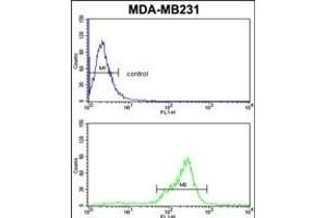 TBC1D4 Antibody (N-term) (ABIN652462 and ABIN2842314) flow cytometric analysis of MDA-M cells (bottom histogram) compared to a negative control cell (top histogram).
