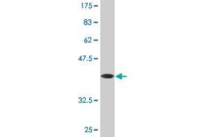 Western Blot detection against Immunogen (37. (SLC9A3R1 Antikörper  (AA 252-358))