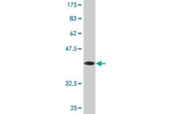 SLC9A3R1 antibody  (AA 252-358)