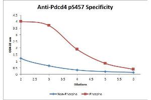 Image no. 2 for anti-Programmed Cell Death 4 (PDCD4) (Internal Region), (pSer457) antibody (Biotin) (ABIN1043755) (PDCD4 Antikörper  (Internal Region, pSer457) (Biotin))