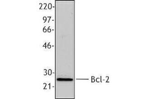 Western Blotting (WB) image for anti-B-Cell CLL/lymphoma 2 (BCL2) antibody (ABIN2666265) (Bcl-2 Antikörper)