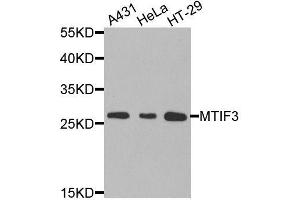 Western blot analysis of extracts of various cell lines, using MTIF3 antibody (ABIN5974622) at 1/1000 dilution. (MTIF3 Antikörper)