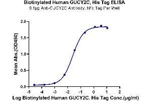 Immobilized Anti-GUCY2C Antibody at 1 μg/mL (100 μL/well) on the plate. (GUCY2C Protein (AA 24-430) (His-Avi Tag,Biotin))