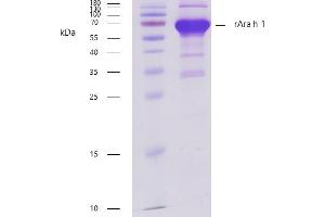 Recombinant allergen rAra h 1 purity verification.