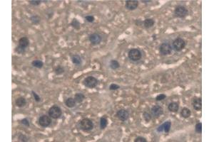 Detection of PNPO in Mouse Liver Tissue using Polyclonal Antibody to Pyridoxamine-5'-Phosphate Oxidase (PNPO) (PNPO Antikörper  (AA 1-261))
