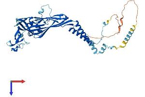P2RX6 Protein (AA 1-441) (His tag)