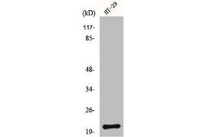 Western Blot analysis of HT29 cells using MRP-L18 Polyclonal Antibody (MRPL18 Antikörper  (N-Term))