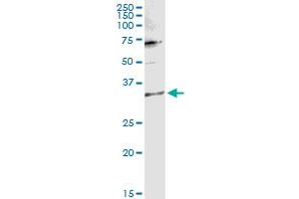TTC1 antibody  (AA 1-292)