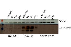 Western Blot of Rabbit anti-p27kip1pS140 antibody.