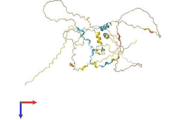 CDC42EP1 Protein (AA 1-409) (His tag)