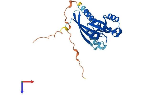 RAB3A Protein (AA 1-220) (His tag)
