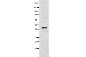 Western blot analysis of PKR2 using K562 whole cell lysates (Prokineticin Receptor 2 Antikörper  (C-Term))