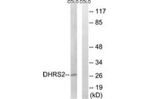Western blot analysis of extracts from COLO cells, using DHRS2 Antibody. (DHRS2 Antikörper  (AA 111-160))