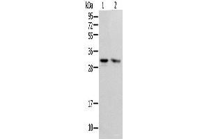 Western blot analysis of HEPG2 and Hela cell using PSMF1 Polyclonal Antibody at dilution of 1:300 (PSMF1 Antikörper)
