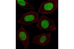 Immunofluorescence (IF) image for anti-Engrailed Homeobox 1 (EN1) antibody (ABIN2927654) (EN1 Antikörper)