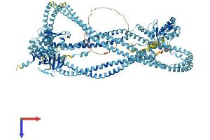 SMC4 Protein (AA 1-1288) (His tag)