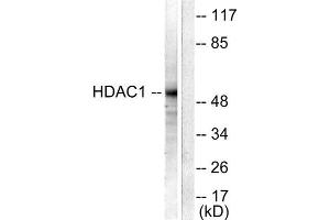 Western Blotting (WB) image for anti-Histone Deacetylase 1 (HDAC1) (C-Term) antibody (ABIN1848595) (HDAC1 Antikörper  (C-Term))