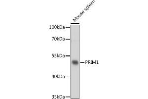 Western blot analysis of extracts of Mouse spleen, using PRIM1 antibody (ABIN7268398) at 1:1000 dilution. (PRIM1 Antikörper  (AA 121-420))