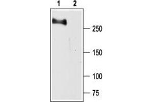 Western blot analysis of rat brain membranes:1.