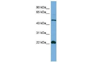 HEMGN antibody used at 0. (HEMGN Antikörper  (N-Term))
