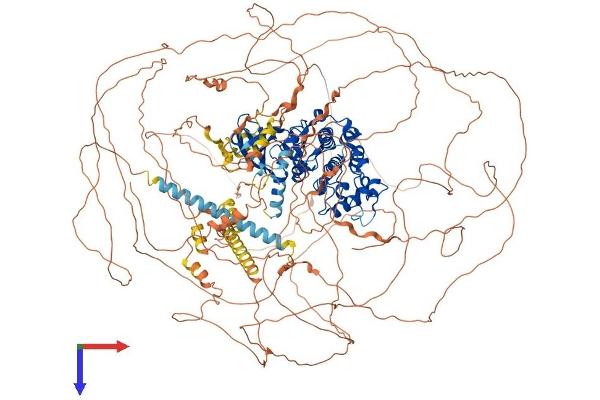 CDK13 Protein (AA 1-1512) (His tag)