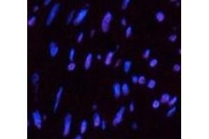 Immunofluorescence analysis of Human uterus tissue using CD10 Monoclonal Antibody at dilution of 1:200.